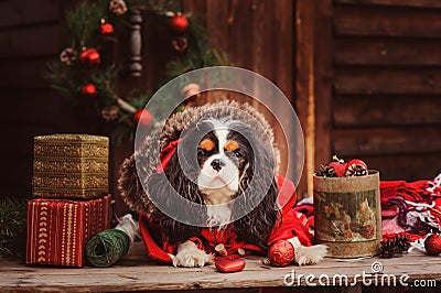 Cute funny dog celebrating Christmas and New Year with decorations and gifts Stock Photo
