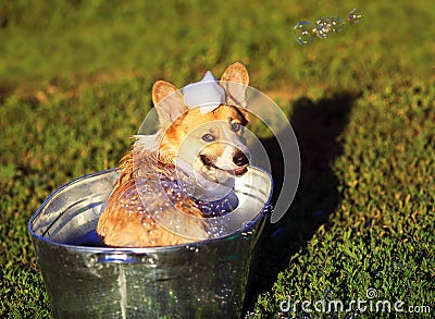 Cute funny dog puppy Corgi washes in a metal bath and cools outside in summer on a Sunny hot day in shiny foam bubbles and smiles Stock Photo