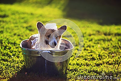 Cute funny dog puppy Corgi washes in a metal bath and cools outside in summer on a Sunny hot day and smiles happily Stock Photo