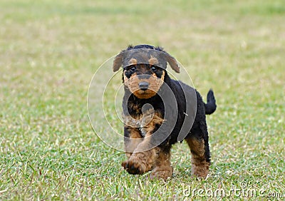 Cute funny fluffy little puppy running outdoors Stock Photo