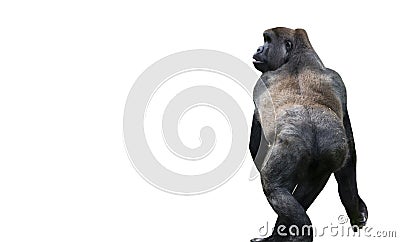 Cute funny gorilla walking Stock Photo