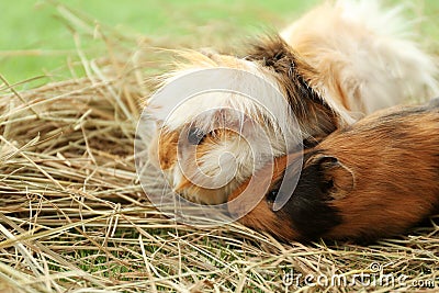 Cute funny guinea pigs and hay, closeup Stock Photo