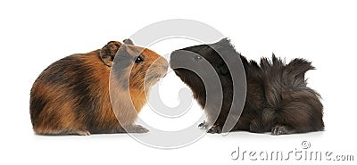 Cute funny guinea pigs on background Stock Photo