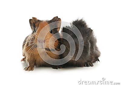 Cute funny guinea pigs on background Stock Photo