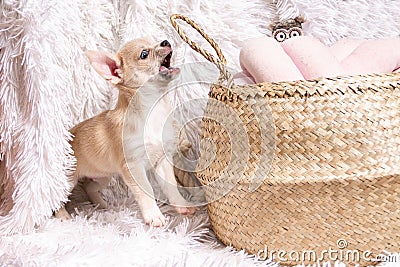 Cute and funny Light chihuahua puppy playing on living room`s and gnaw Wicker basket at white background. Stock Photo