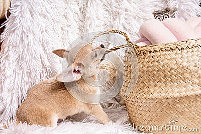 Cute and funny Light chihuahua puppy playing on living room`s and gnaw Wicker basket at white background. Stock Photo