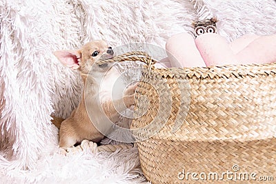 Cute and funny Light chihuahua puppy playing on living room`s and gnaw Wicker basket at white background. Stock Photo