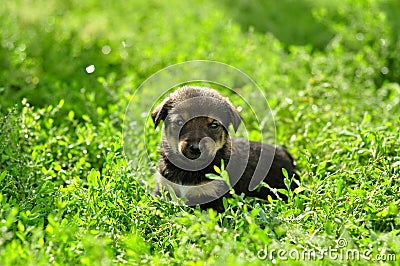 Cute funny little puppy in green fresh shining grass Stock Photo