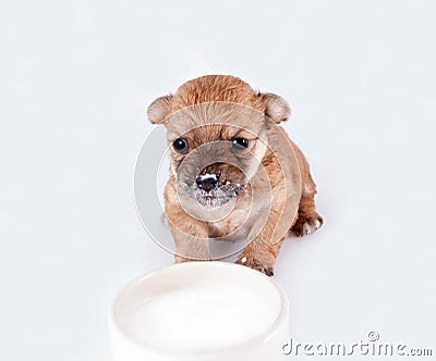 Cute and funny newborn puppy in learning to drink milk from a plate. small dog breed isolated on white background. Stock Photo