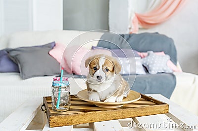 Cute funny puppy dog in plate at home Stock Photo