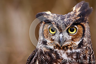 Cute Funny Quizzical Great Horned Owl Stock Photo