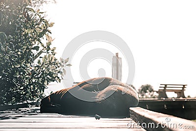 cute funny seal lying calm and relaxed on the wooden walkway intended for human walk next to the bench on a sunny day Stock Photo