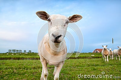 Cute funny sheep close up Stock Photo