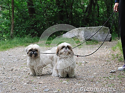 Cute funny shih tzu breed dog outdoors Stock Photo