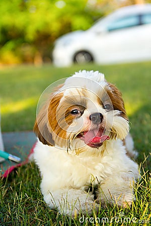 Cute funny shih tzu breed dog outdoors Stock Photo