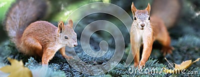 Cute funny squirrels in the coniferous forest. Wild nature. Autumn and summer background..Banner format. Stock Photo