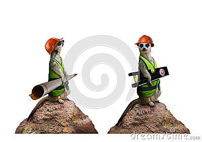 Cute funny suricates - constructor workers Stock Photo