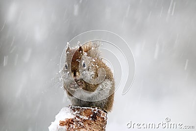 Little American Red Squirrel in an icy Winter Storm Stock Photo