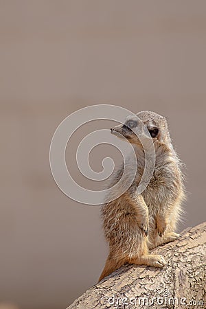 Cute furry meerkat. Nature wildlfie image with copy space. Stock Photo
