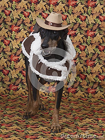 Cute German Pinscher modeling his fall outfit Stock Photo