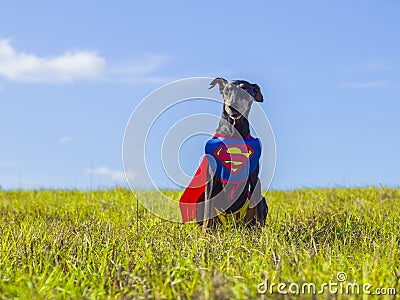 Cute German Pinscher Superhero Stock Photo