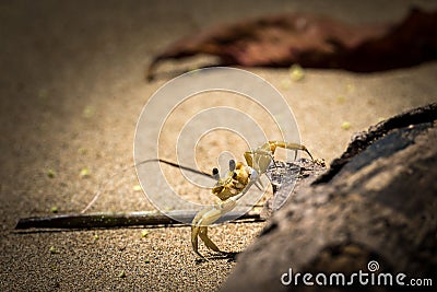 Cute Ghost crab (Ocypodinae) climbing up driftwood lying in the sand Stock Photo