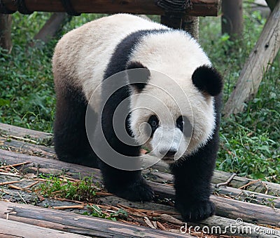 Cute giant panda bear Stock Photo