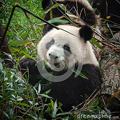 Cute giant panda bear eating fresh green bamboo Stock Photo