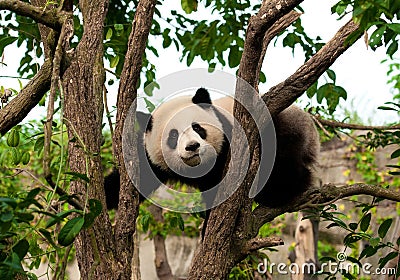 Cute giant panda bear climbing a tree Stock Photo