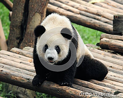 Cute giant panda bear posing for camera Stock Photo