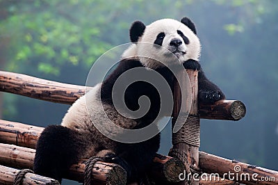Cute giant panda bear posing for camera Stock Photo