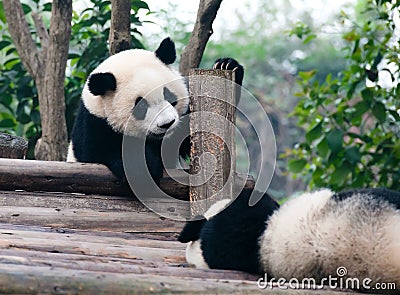 Cute giant panda bear wants to play Stock Photo