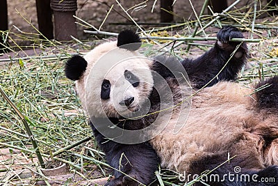 Cute giant panda Stock Photo