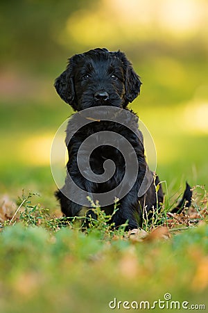 Cute giant schnauzer puppy Stock Photo