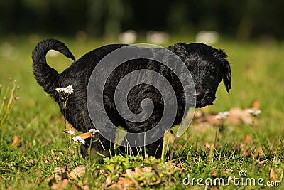 Cute giant schnauzer puppy Stock Photo