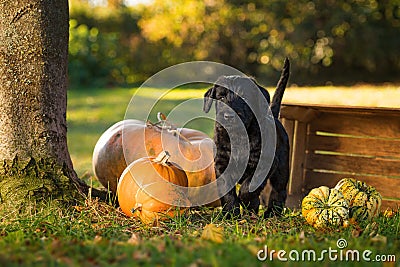 Cute giant schnauzer puppy with pumpkins Stock Photo