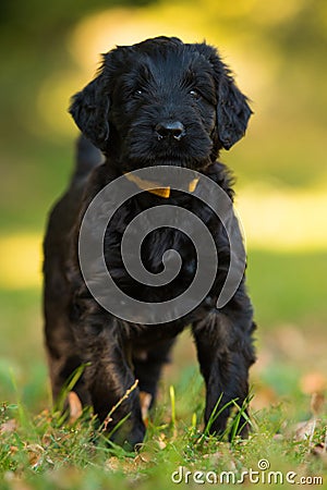 Cute giant schnauzer puppy Stock Photo