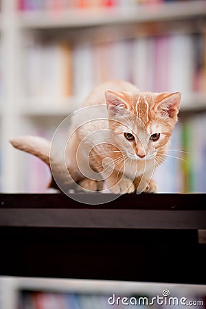 Cute ginger cat Stock Photo