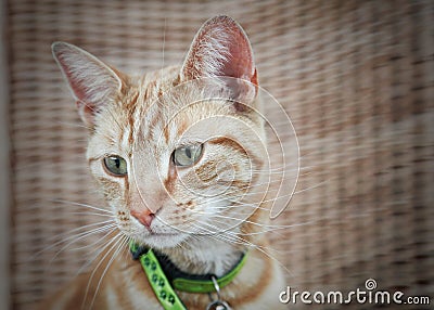 Cute ginger cat Stock Photo