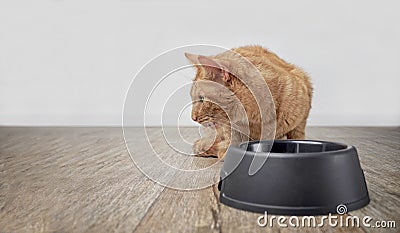 Cute ginger cat behind a emty food dish looking sideways. Stock Photo