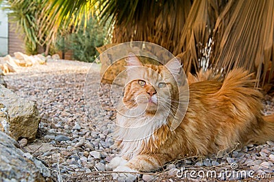 Cute ginger cat Stock Photo