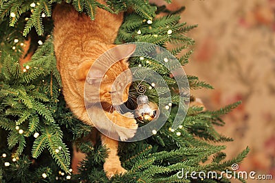 Cute Ginger Cat Playing on the Christmas Tree Stock Photo