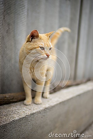 Cute ginger cat on the slate fence in rural yard Stock Photo