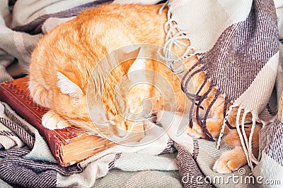 Cute ginger cat sleeping on a book Stock Photo