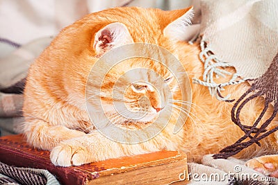 Cute ginger cat sleeping on a book Stock Photo