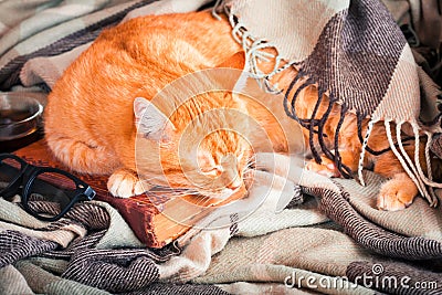 Cute ginger cat sleeping on a book Stock Photo