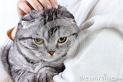 Cute ginger cat sleeps warming in knit sweater on his owner's hands. Scottish kitten Stock Photo