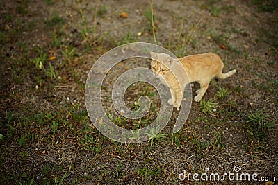 Cute ginger cat walk in the summer garden Stock Photo
