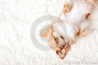 Cute ginger chihuahua a sleep on a white carpet Stock Photo