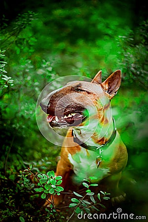 Cute ginger happy bull terrier is sitting among plants with green foliage in the forest. A joyful dog on a walk Stock Photo